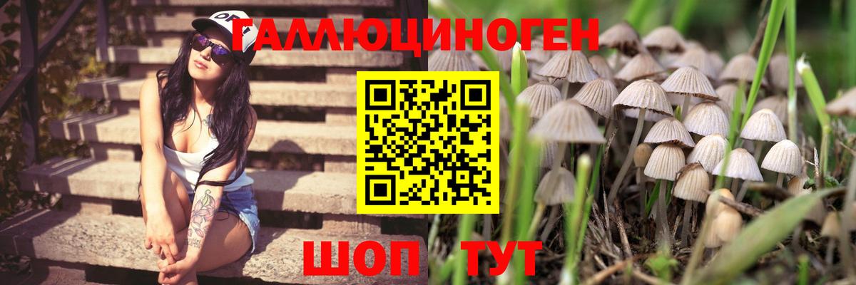 Галлюциногенные грибы прущие грибы  Галлюциногенные грибы MAGIC MUSHROOMS  Белово  Вход с VPN 